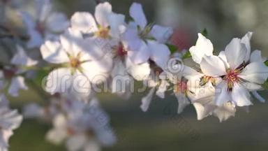 盛开的梅花树的特写镜头，白色的花盘右